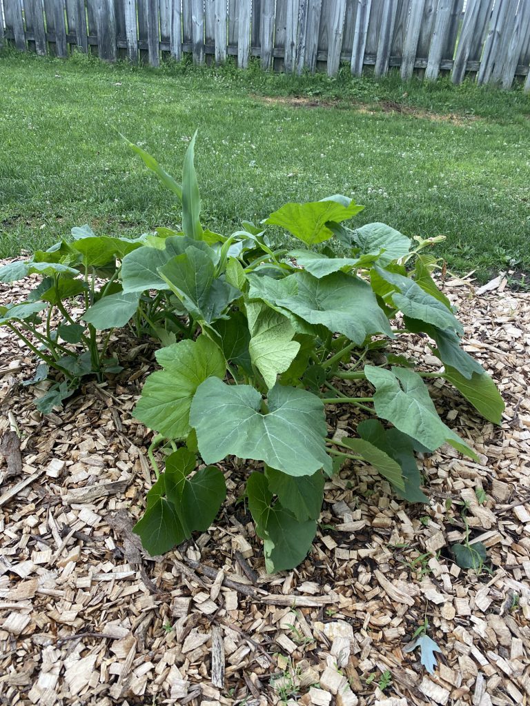 Garden at Harmon Park